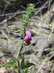 Salvia angustiarum