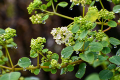 Colignonia