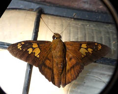Nascus phocus
