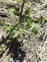 Salvia angustiarum