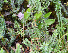 Valeriana microphylla