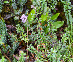 Valeriana microphylla