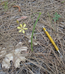 Triteleia ixioides anilina