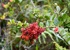 Disterigma acuminatum