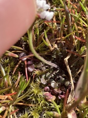 Teesdalia
