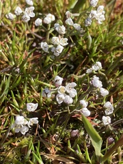 Teesdalia