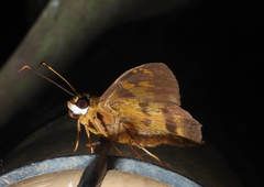 Nascus phocus