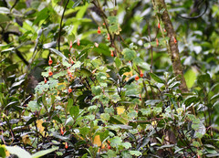 Tropaeolum tuberosum