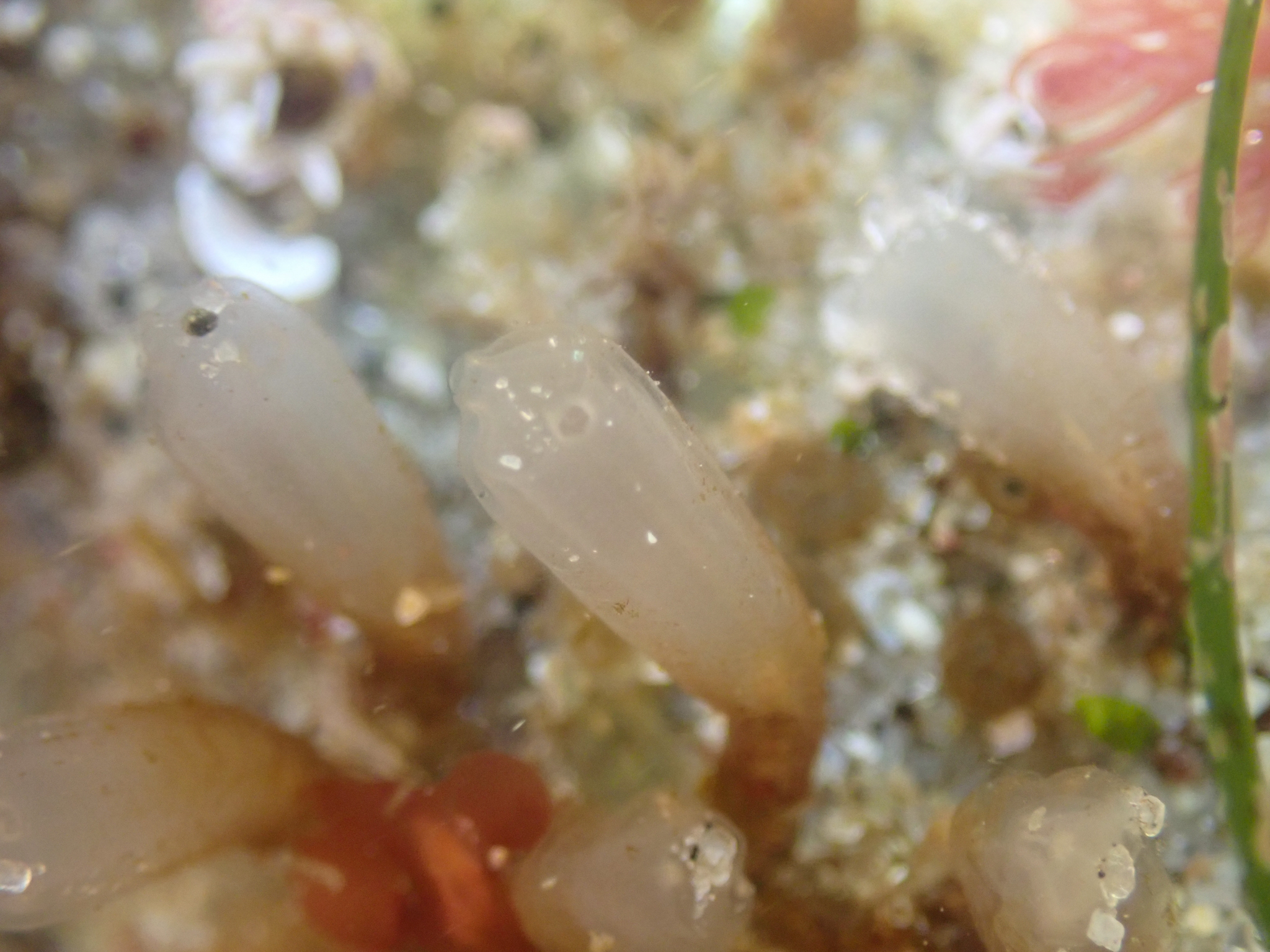 Euherdmania claviformis (Ritter, 1903)
