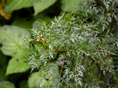 Centropogon dissectus