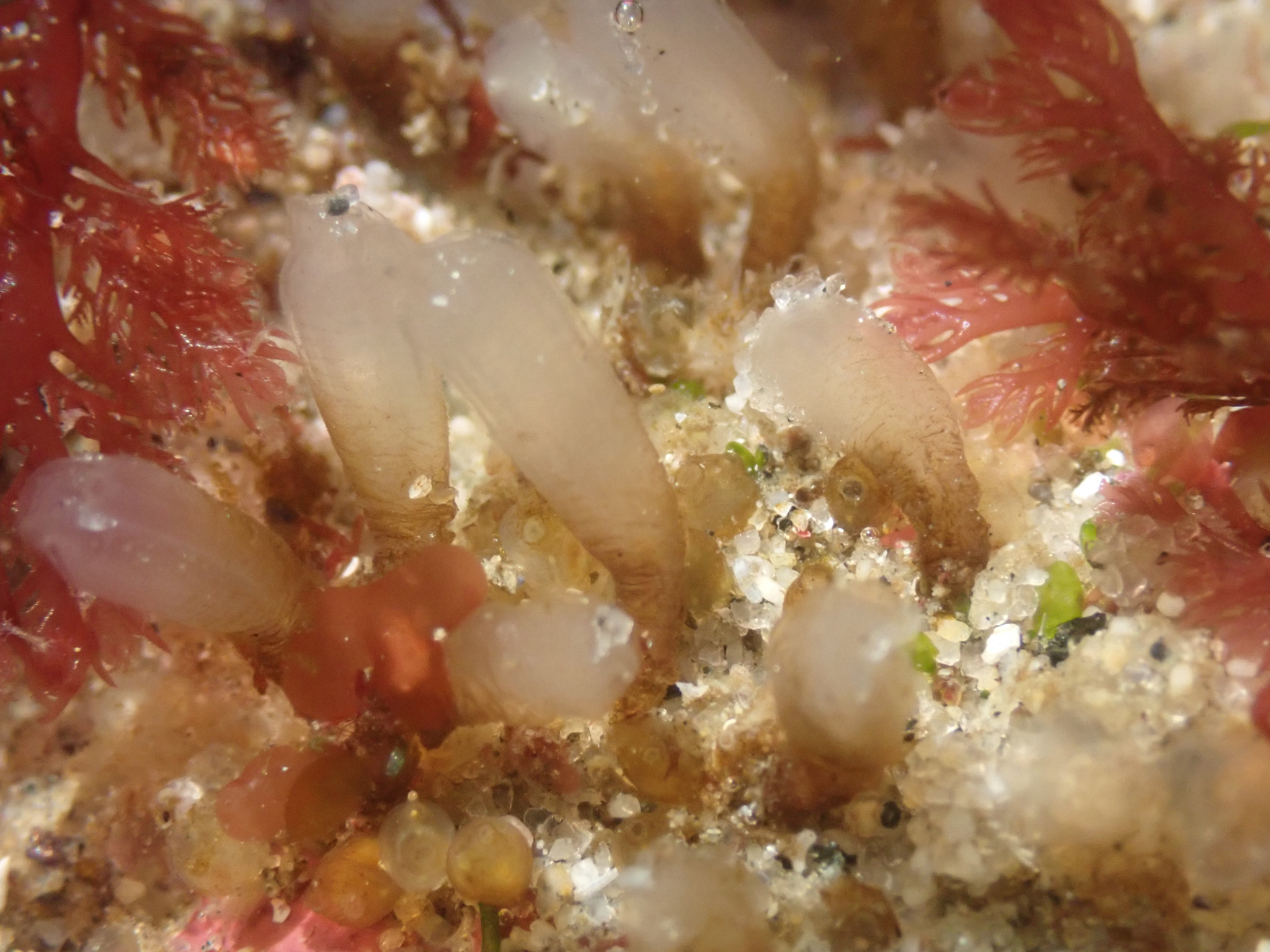 Euherdmania claviformis (Ritter, 1903)