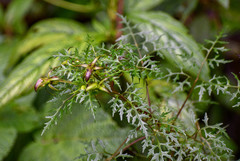 Centropogon dissectus