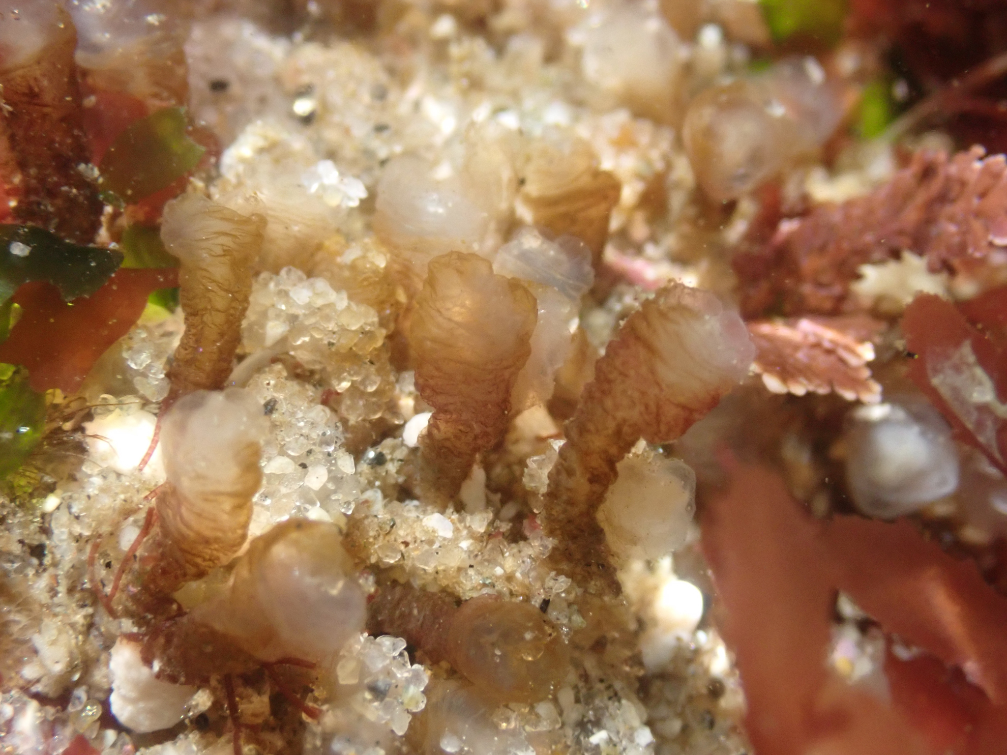 Euherdmania claviformis (Ritter, 1903)