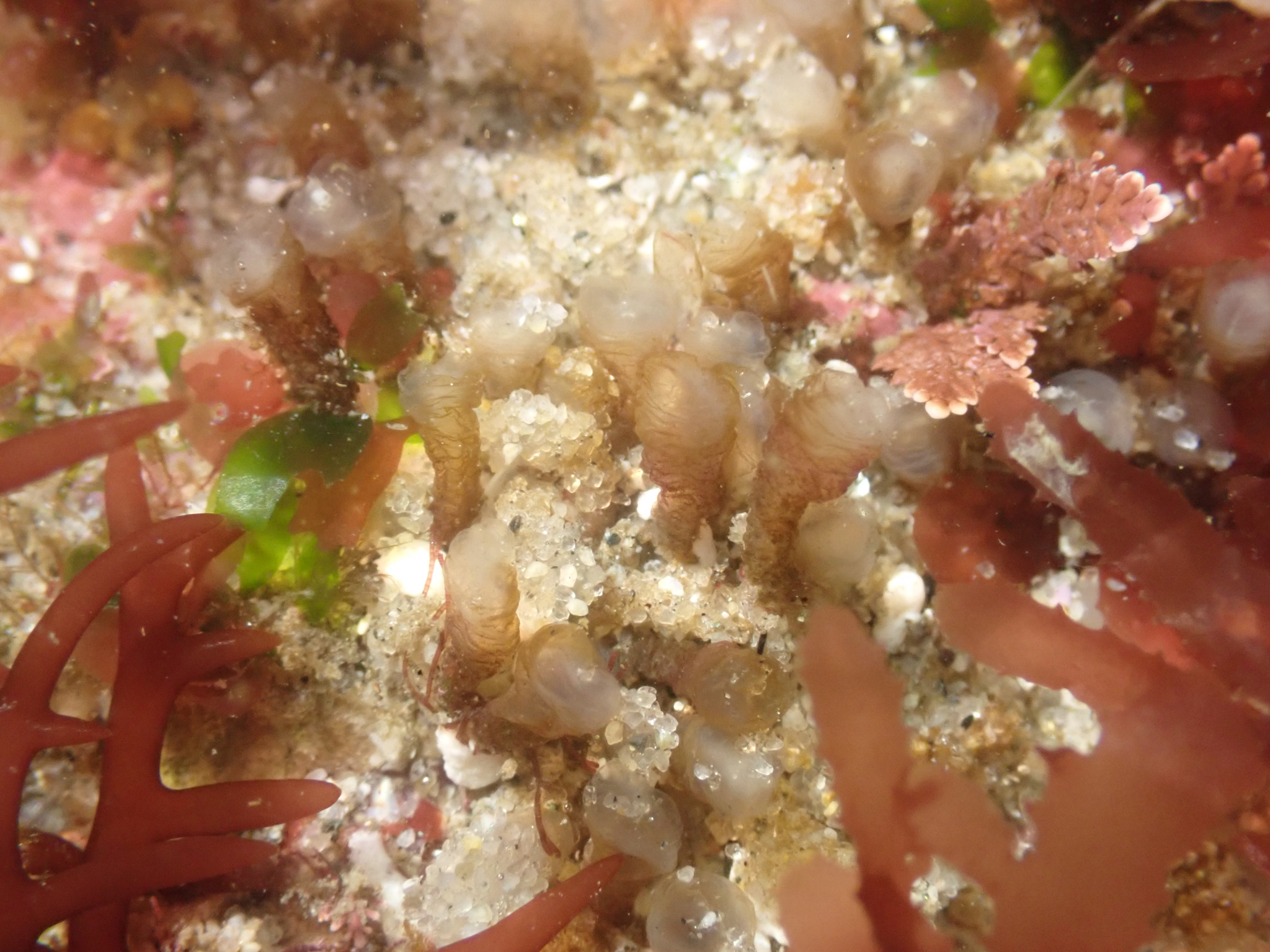 Euherdmania claviformis (Ritter, 1903)