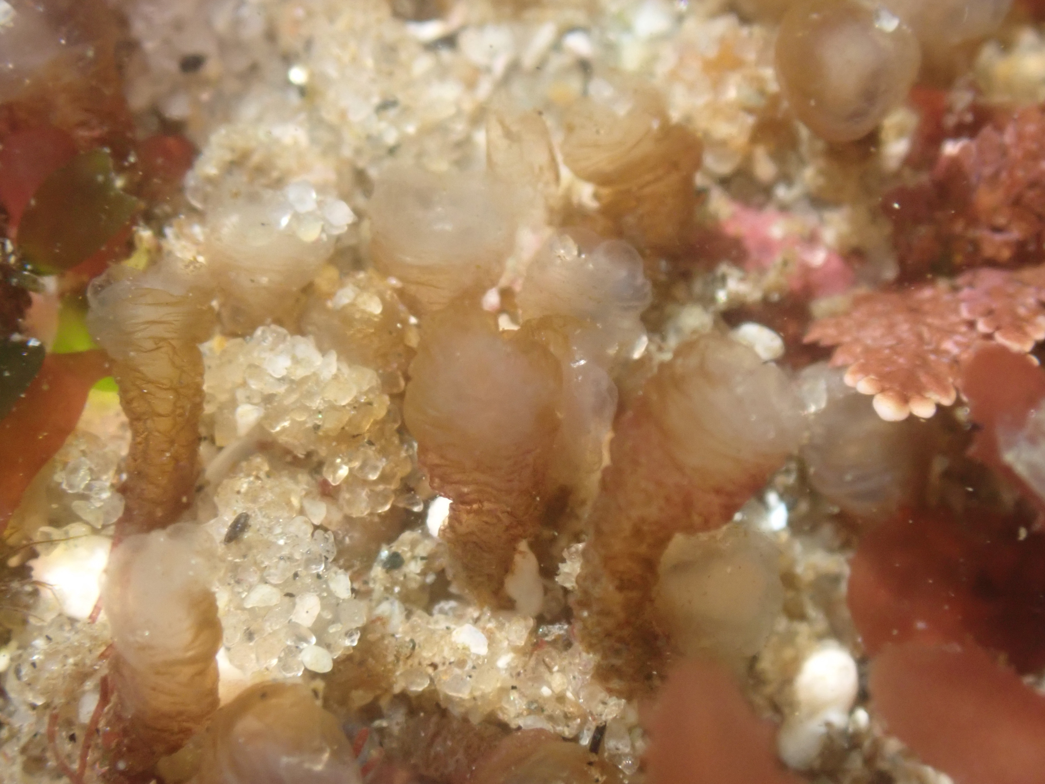 Euherdmania claviformis (Ritter, 1903)