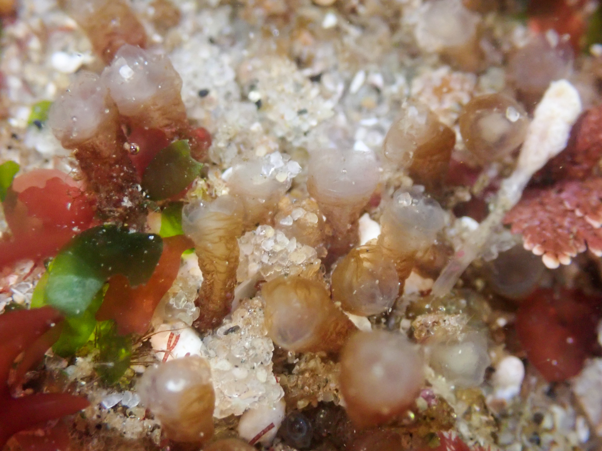Euherdmania claviformis (Ritter, 1903)