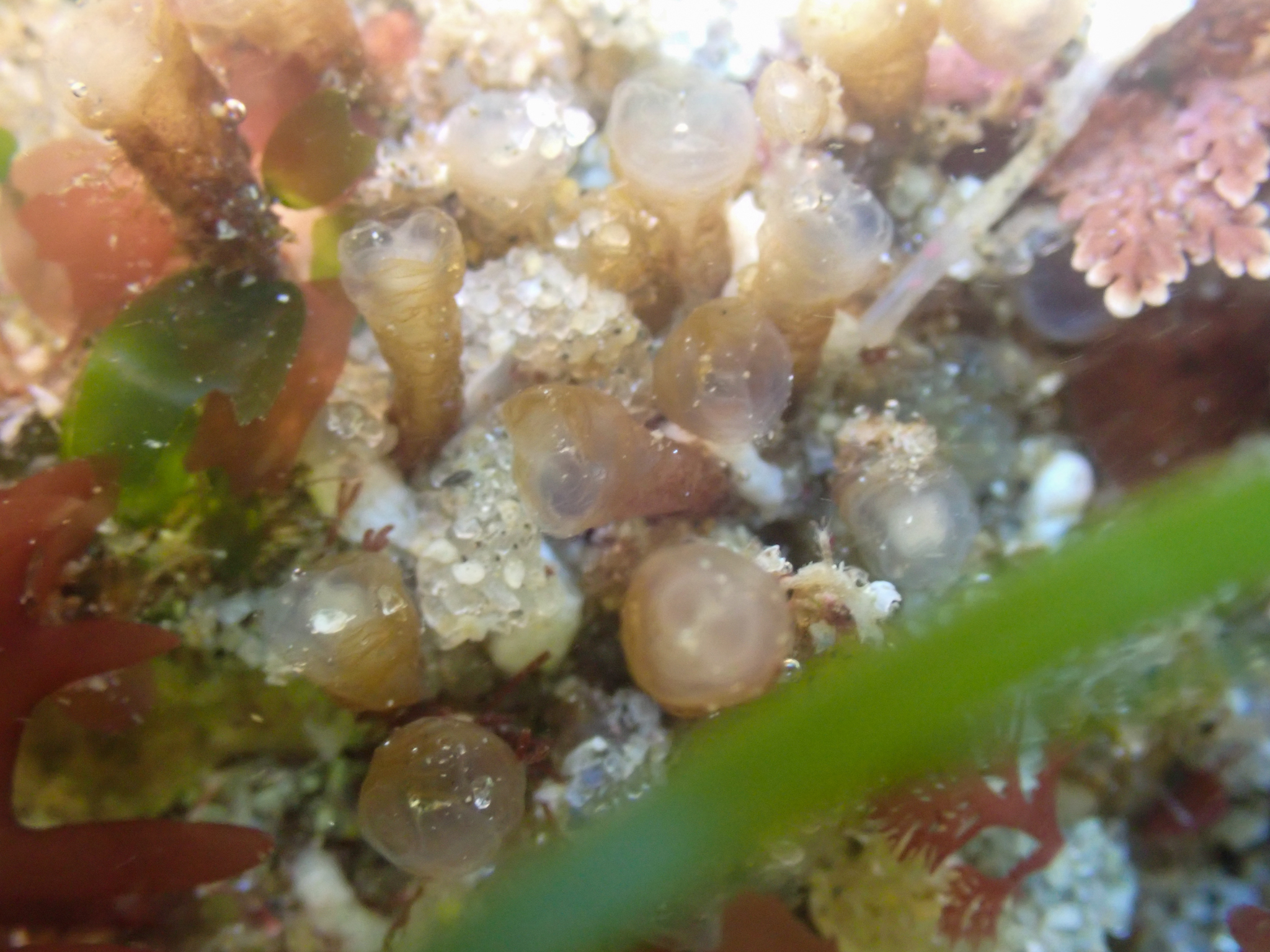 Euherdmania claviformis (Ritter, 1903)