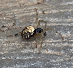 Araneus