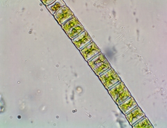 Hyalotheca