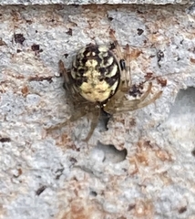 Araneus