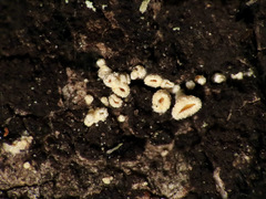 Lachnellula resinaria