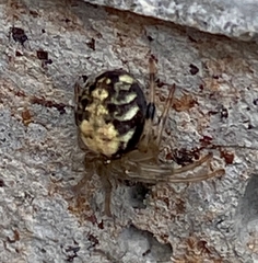 Araneus