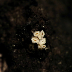 Lachnellula resinaria