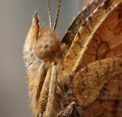 Polygonia c-aureum lunulata