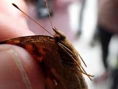 Polygonia c-aureum lunulata