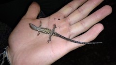 Echinosaura