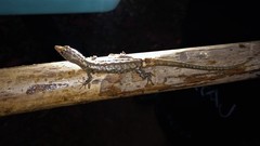 Echinosaura