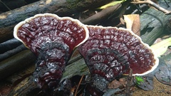 Ganoderma longistipitatum
