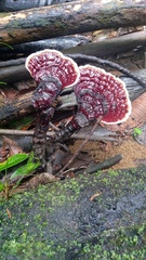 Ganoderma longistipitatum