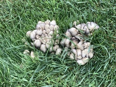 Coprinopsis strossmayeri