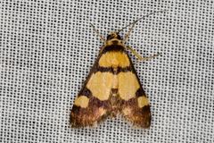 Deuterarcha xanthomela
