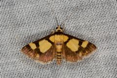 Deuterarcha xanthomela