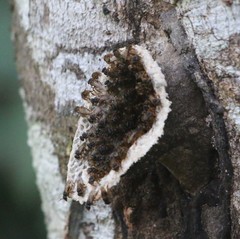 Scaptotrigona xanthotricha