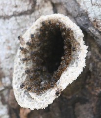 Scaptotrigona xanthotricha