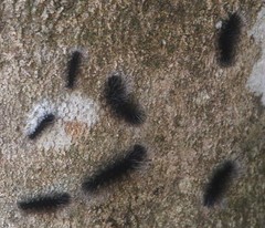 Apistosia judas