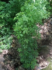 Eleutherococcus sieboldianus