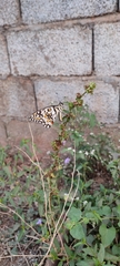 Papilio demoleus