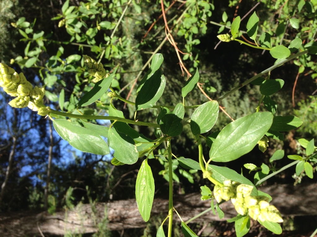 deerbrush ceanothus from Sierra National Forest, CA on May 3, 2015 by ...