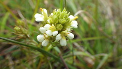 Triphysaria floribunda
