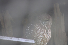 Ninox leucopsis
