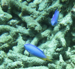 Pomacentrus coelestis
