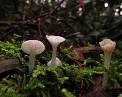 Gloiocephala quercetorum