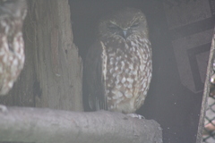 Ninox leucopsis