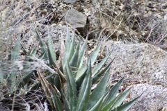 Agave mckelveyana