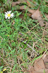 Brachyscome paludicola