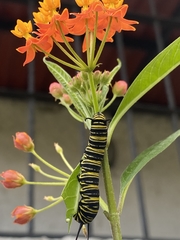 Danaus plexippus